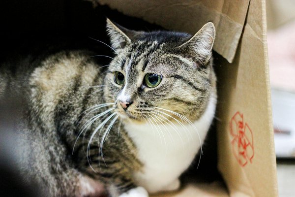 Welche Vorteile bietet Sport fÃ¼r die psychische Gesundheit?